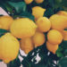 Lemonade From Lemons: How God Transforms Bitter Into Sweet
