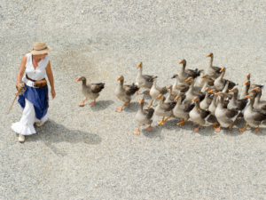 lady leading ducks